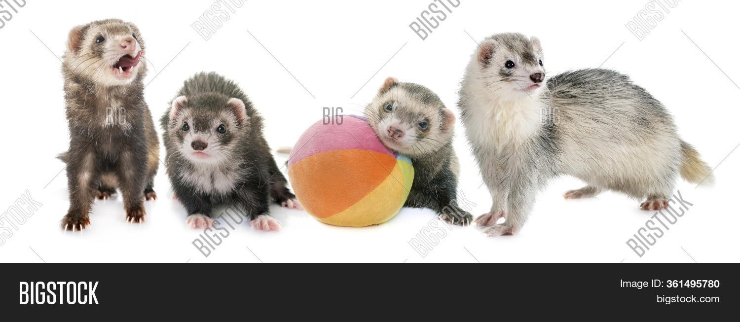 Group Ferrets Front Image & Photo (Free Trial) Bigstock