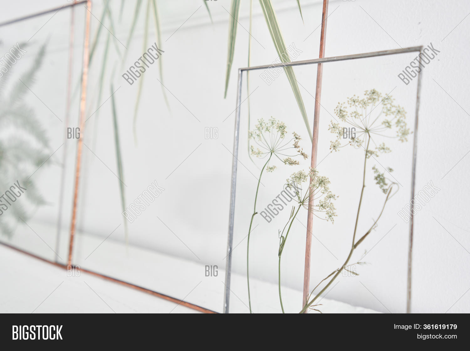 Picture Real Plants Image & Photo (Free Trial) Bigstock