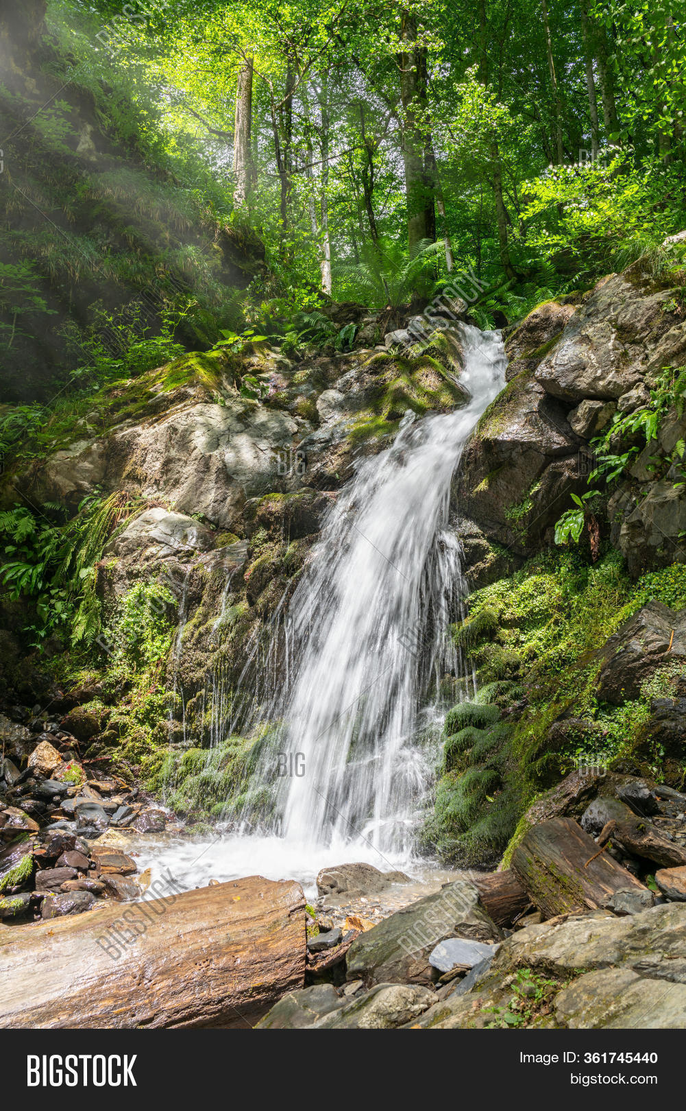 Creek Green Forest Image & Photo (Free Trial) Bigstock