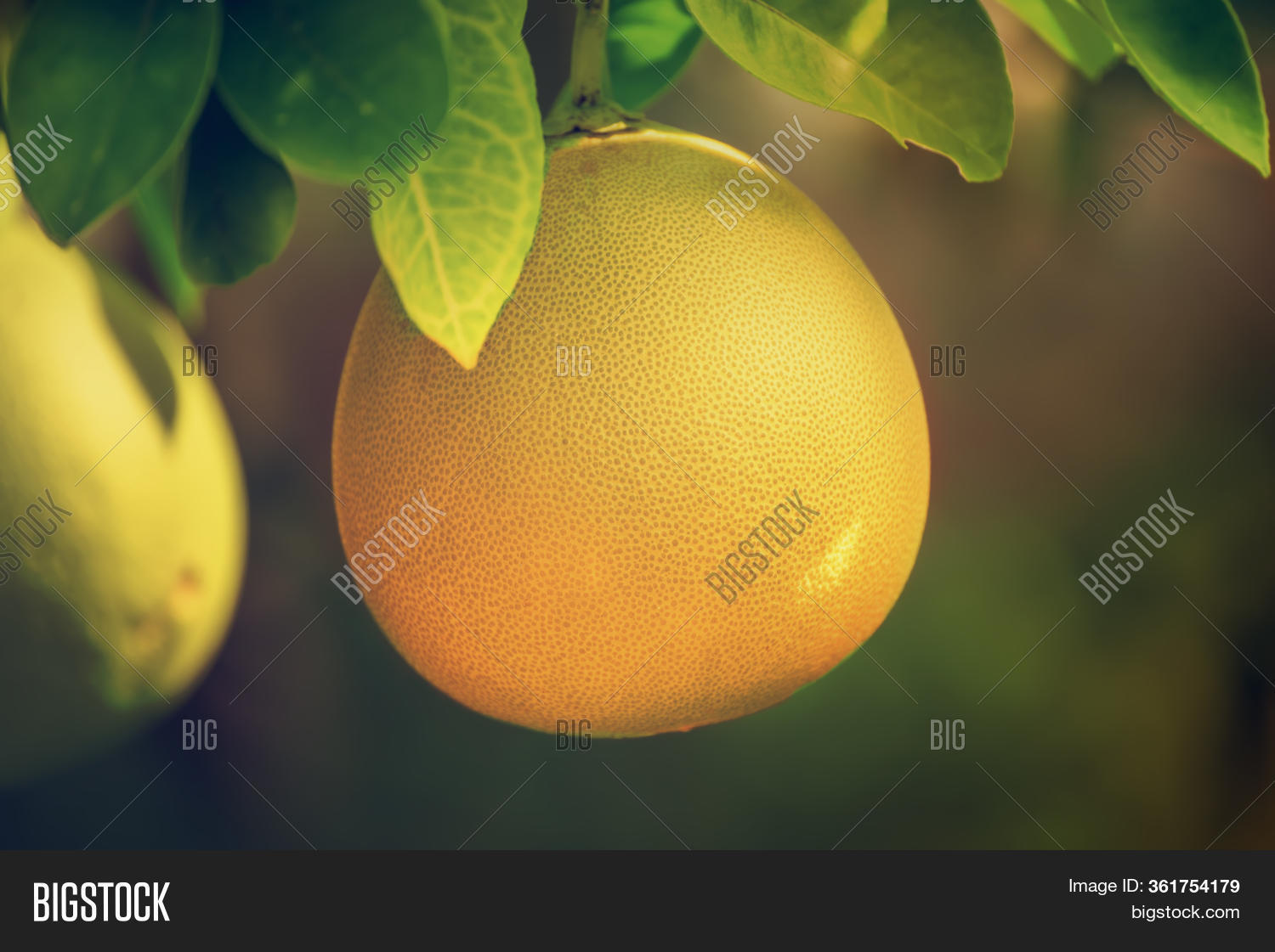 Ripe Pomelo Fruits Image & Photo (Free Trial) Bigstock