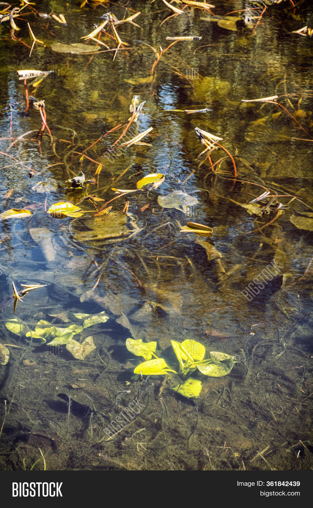 Plants Under Water Image & Photo (Free Trial) Bigstock