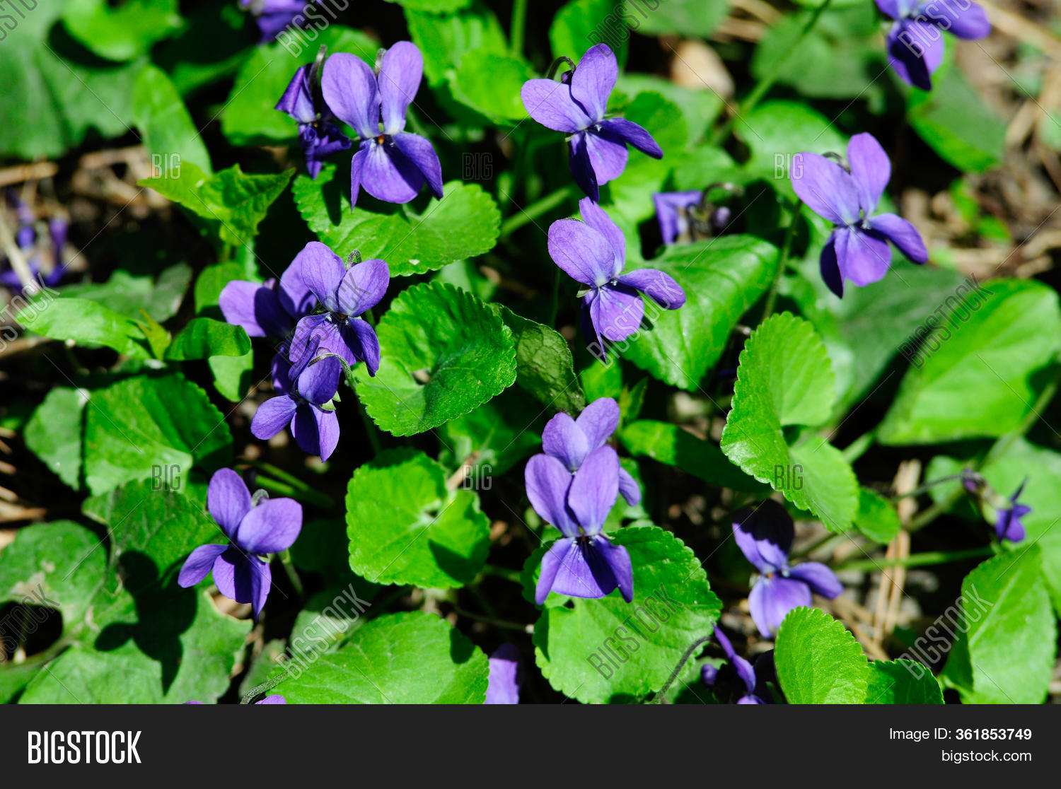 Viola Odorata. Viola Image & Photo (Free Trial) Bigstock