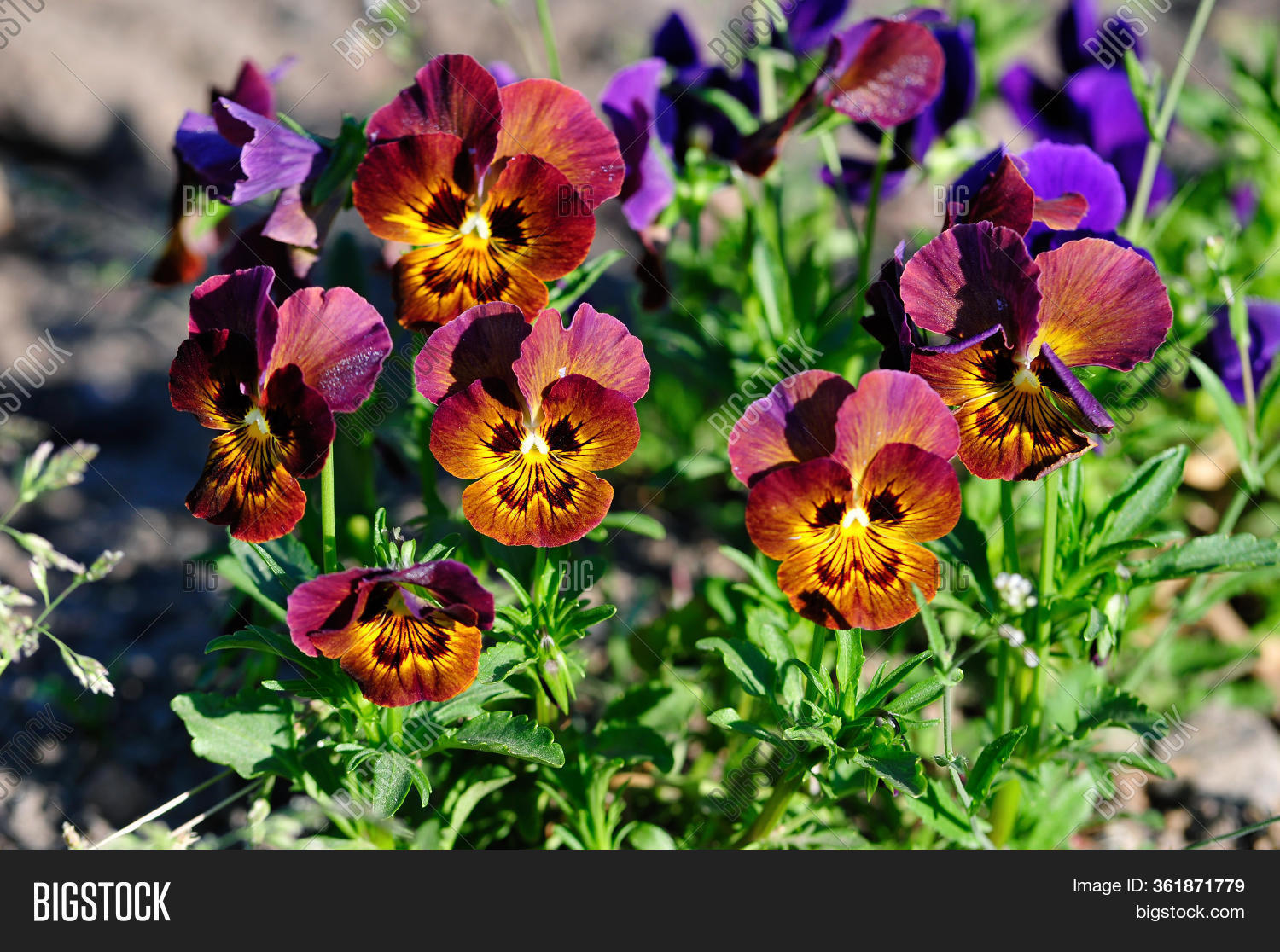 Viola Genus Flowering Image & Photo (Free Trial) Bigstock