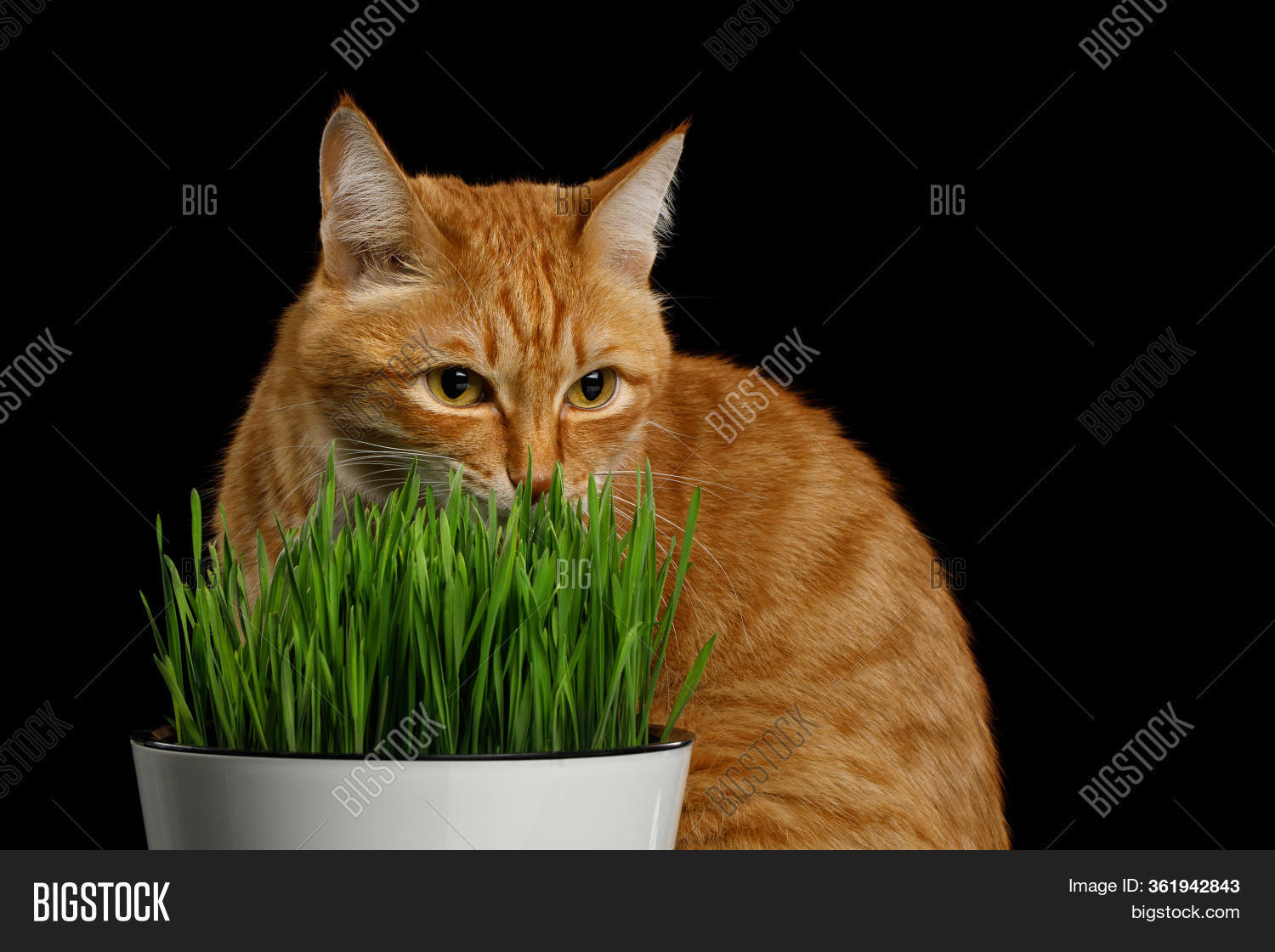 Cat Eating Wheat Grass Image & Photo (Free Trial) Bigstock