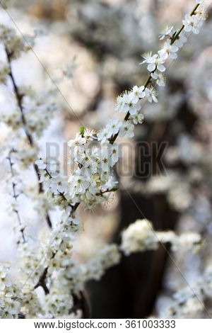 Cherry Plum Branches With White Flowers And Young Leaves, Spring Concept.