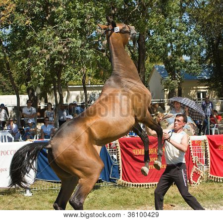 Naughty Horse.