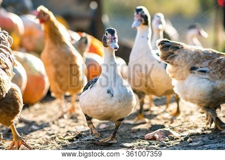 Ducks Feed On Traditional Rural Barnyard. Detail Of A Duck Head. Close Up Of Waterbird Standing On B
