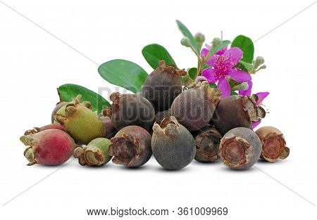 Rose Myrtle Or Hill Gooseberry Isolated On White Background