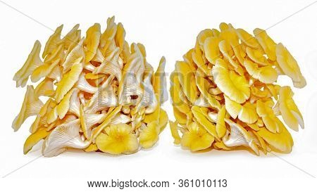 Yellow Oyster Mushroom Isolated On White Background