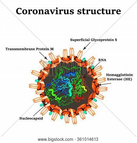 Coronavirus. The Structure Of The Chinese Coronavirus. Influenza Virus. Flu. Illustration On Isolate
