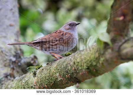 A Close Up Portrait Of A Small Uk And Europe Garden Bird Called A Dunnock Or Prunella Modularis