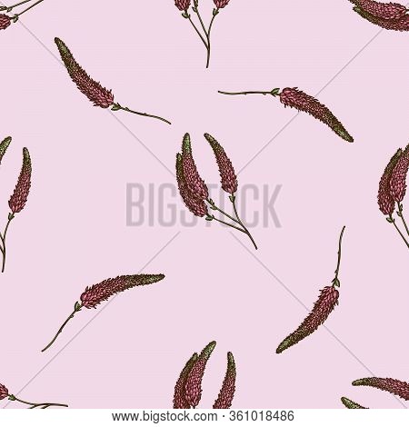 Seamless Pattern With Hand Drawn Colored Veronica Stock Illustration