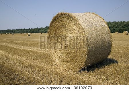 Wielu Haycocks w polu