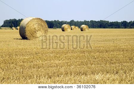 Wielu Haycocks w polu