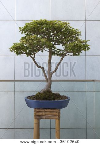 Bonsai ağacı duvar önünde tencerede