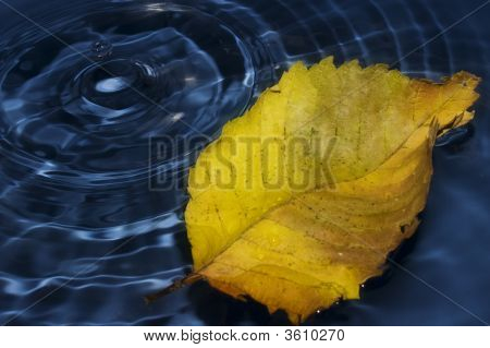 Poplar Leaf