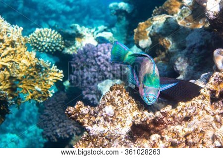 Queen Parrotfish In A Coral Reef, Red Sea, Egypt. Colorful Bright Tropical Fish In Blue Ocean Lagoon