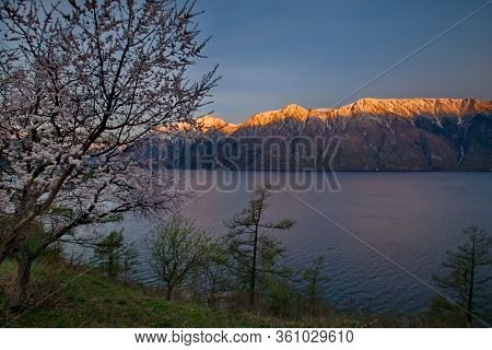 Russia. Flowering Apricots On Teletskoe Lake In The Altai Mountains.