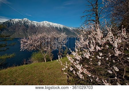 Russia. Flowering Apricots On Teletskoe Lake In The Altai Mountains.