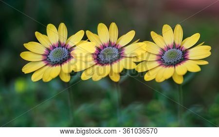 Multi Exposure Image Of A Yellow Osteospernum (daisy) Flower - With A Natural Blurred Garden Backgro