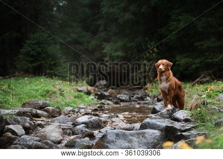 Hiking With A Dog. The Pet Is Sitting By The Stream, By The River. Nova Scotia Duck Tolling Retrieve
