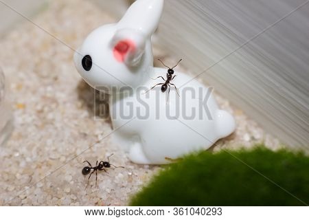 Two Black Ants Messor Structor On White Sand