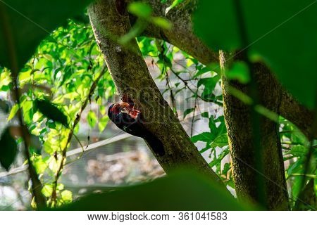 Bearded Barbet Bird While Digging A Hole On A Tree Trunk. The Bearded Barbet Is An African Barbet