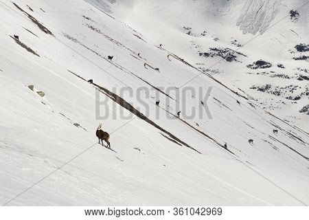 Tatras, Goats On Top