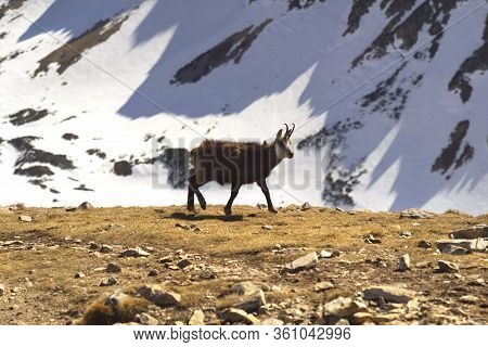 Tatras, Goats On Top