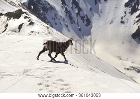 Tatras, Goats On Top
