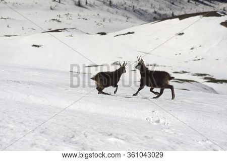 Tatras, Goats On Top
