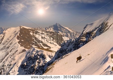 Tatras, Goats On Top