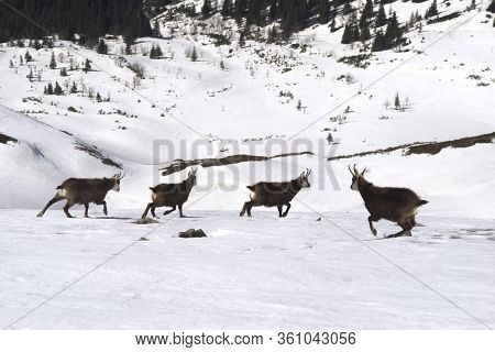Tatras, Goats On Top