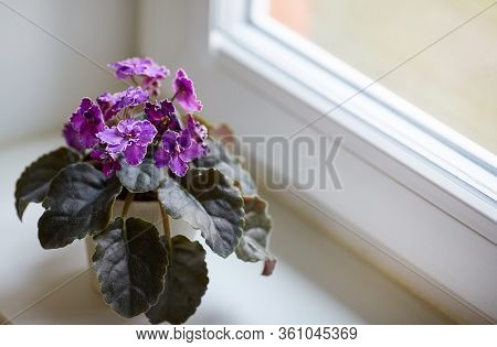 Blooming Uzambar Saintpaulia Violet In A Pot On The Window. Purple Flower. Shallow Depth Of Field.