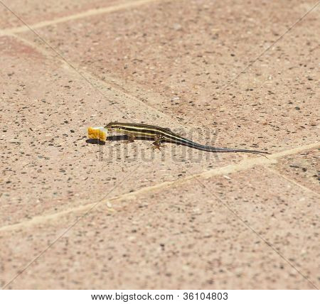 Blue-tailed Skink Eating Bread