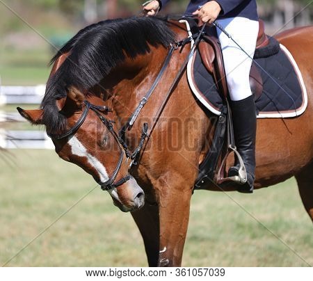 Beautiful Thoroughbred Warmblood Chestnut Colored Racehorse Mare Posing On The Showground