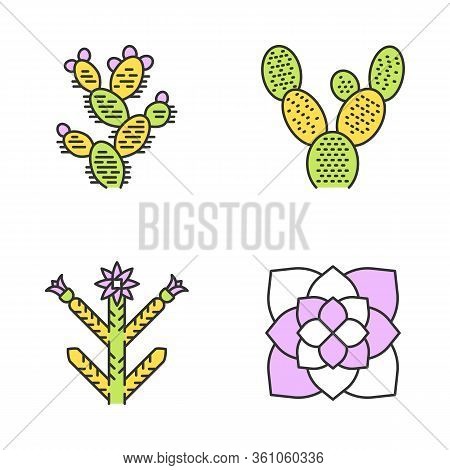 Desert Plants Color Icons Set. Exotic Flora. Bunny Ear Cactus, Prickly Pear, Cholla, Ghost Plant. Am