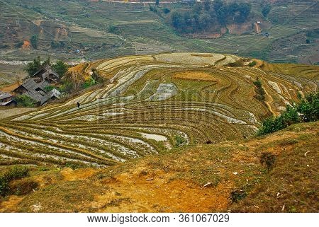 Traditional Teracced Rice Field In Sapa Valley Vietnam