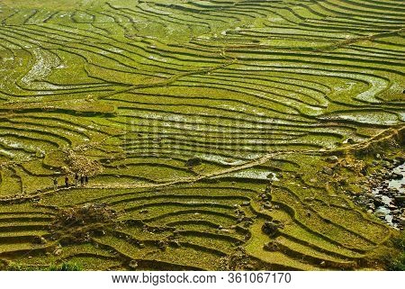 Traditional Teracced Field In Sapa Valley Norht Vietnam