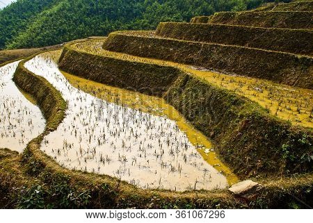 Detail Of The Traditional Teracced Rice Field In Sapa Valley