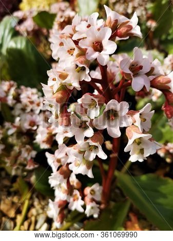 A Close Up View Of The White Flowers Of A Bergenia Bressingham White In Springtime.