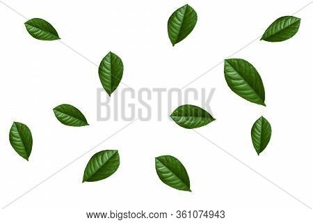 Green Leaves On A White Background, Suitable As Wallcovering
