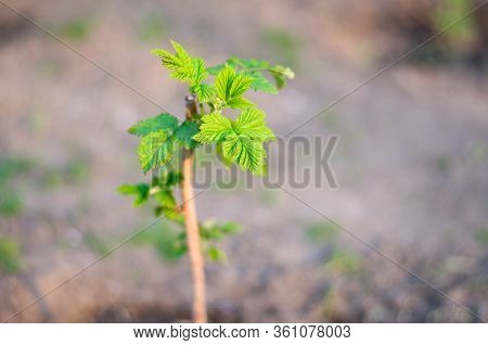 Young Raspberry Bush. Leaves Of Raspberry Bush. The Sun Shines On Raspberry Leaves.