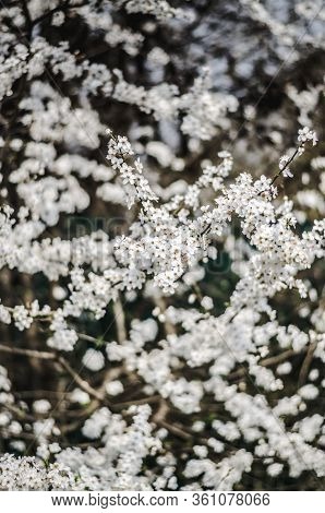 Selective Focus. Mirabelle Flowering. White Flowers On A Fruit Tree. Mirabelle