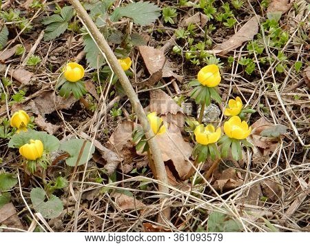 Spring Bright Yellow Joyful Spring Eranthis On A Blurred Background Of The Spring Garden