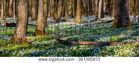 Fantastic forest with fresh flowers in the sunlight. Early spring time is the moment for wood anemone. Snowdrop nemerosa. Template floral background. Nature wallpapers. Ecology concept. Beauty world.