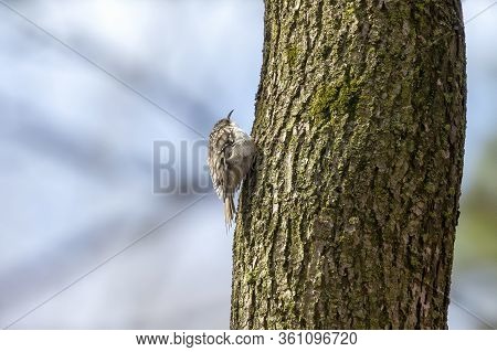Brown  Creeper Also Known As The American Treecreeper.
