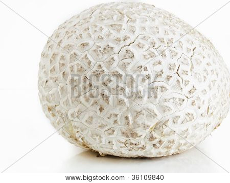 Puffball