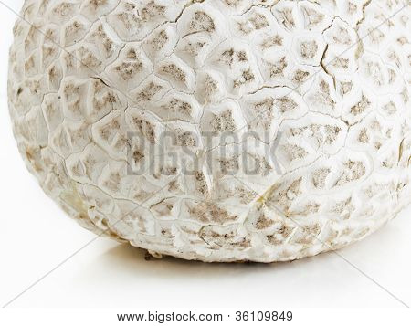 Puffball
