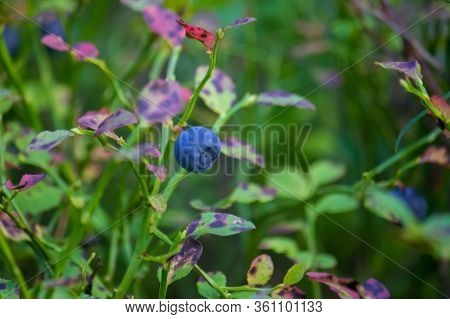 Beautiful Thin, Branched Stems Of Blooming Heather Against The Background Of Forest Tree Trunks.